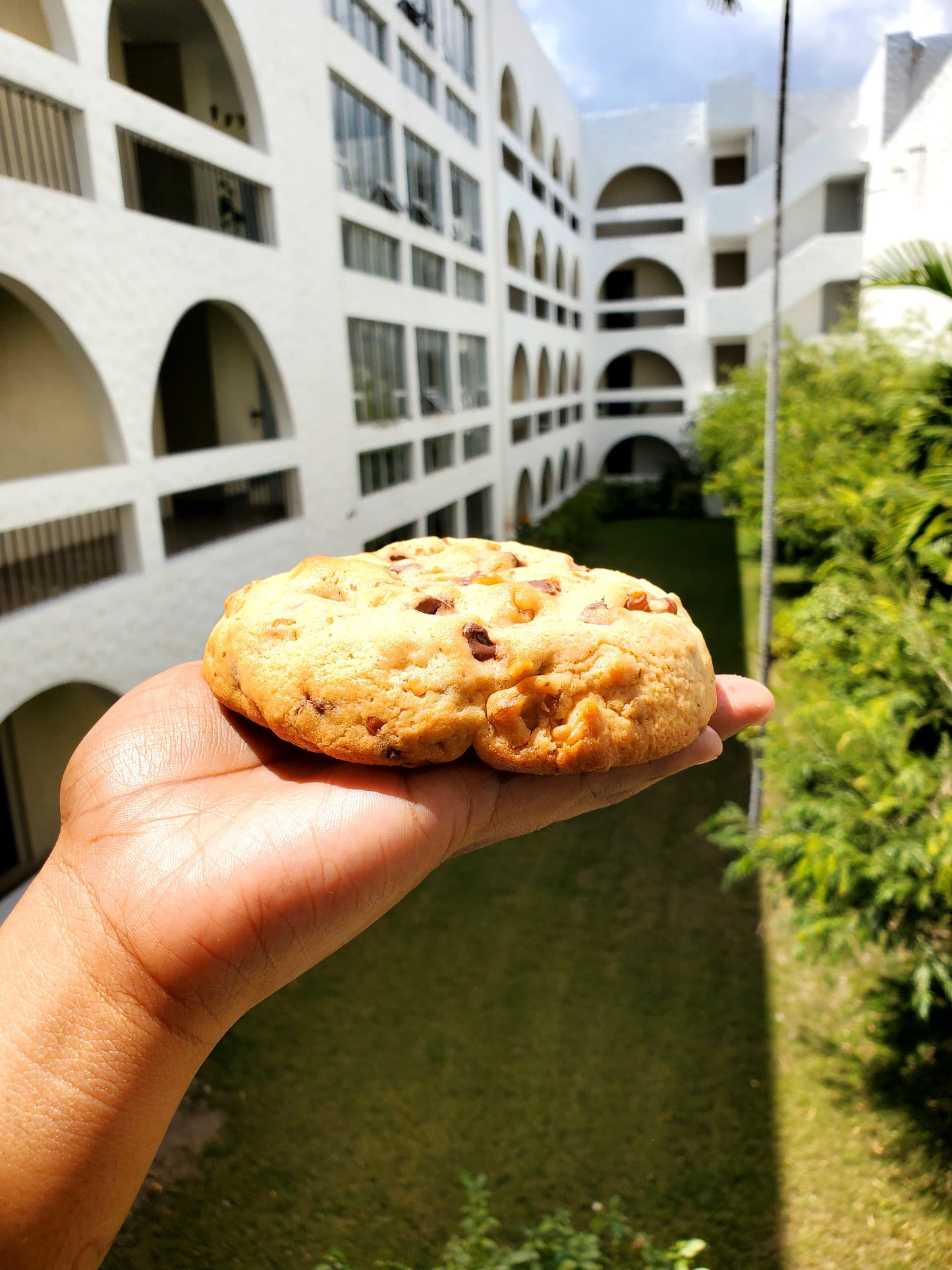 Classic Walnut Chocolate Chip Cookie